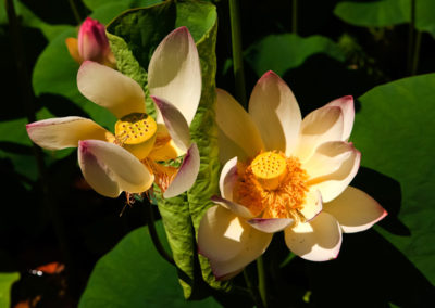 Lotus flowers lilyfest hocking hills ohio