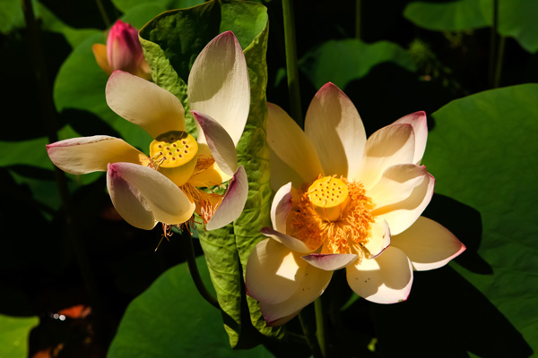 Lotus flowers lilyfest hocking hills ohio