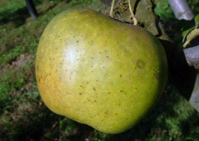 Newtown Pippin apple