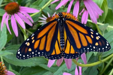 Female Monarch on a coneflower
