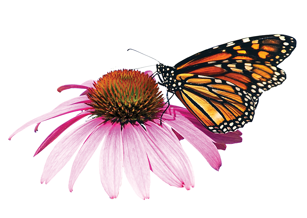 Monarch butterfly sitting on a purple coneflower